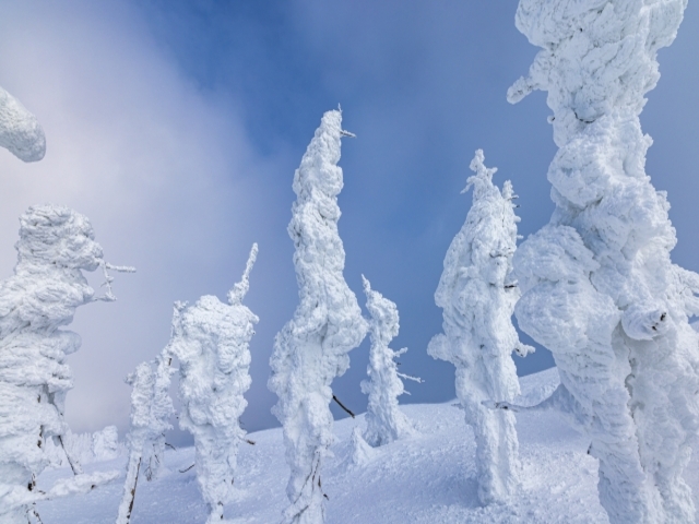 山形県の風景：蔵王の樹氷